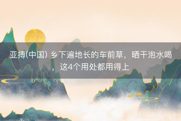 亚搏(中国) 乡下遍地长的车前草，晒干泡水喝，这4个用处都用得上